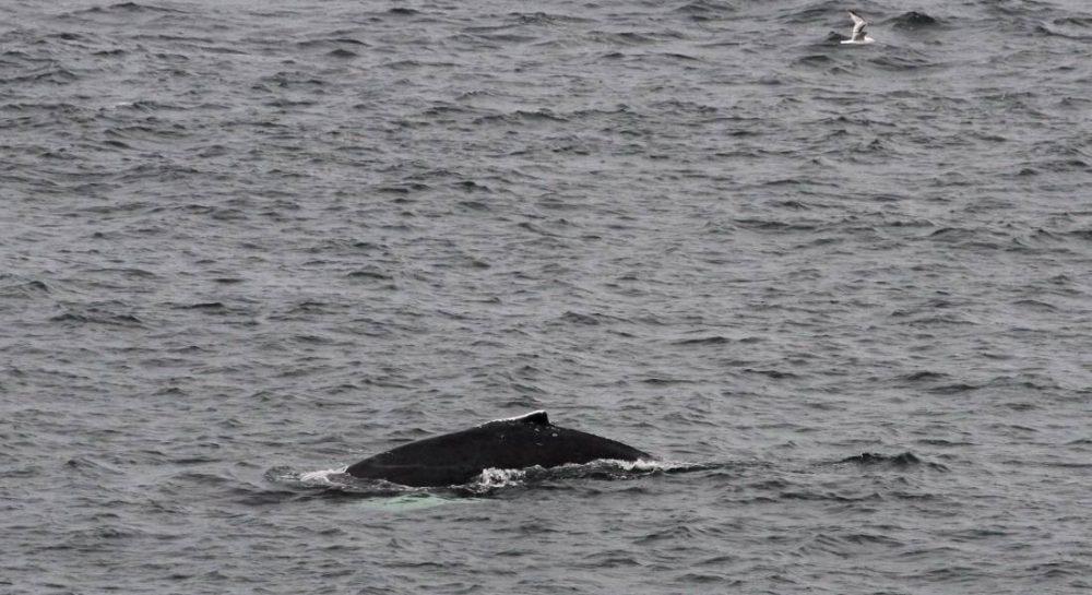 Humpback spotted off Portknockie. (Pic: Alan Airey)