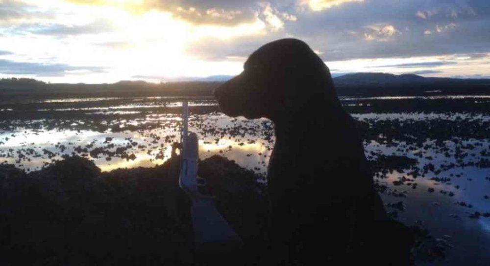 Wildfowling to resume at Findhorn Bay on September 1